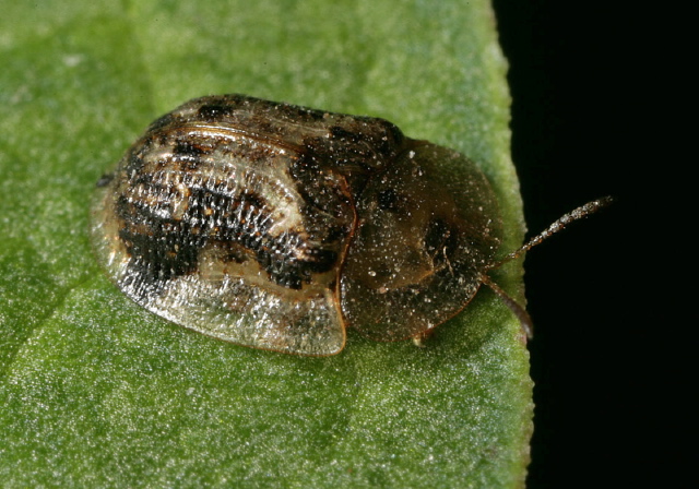 Cassida piperata Chrysomelidae