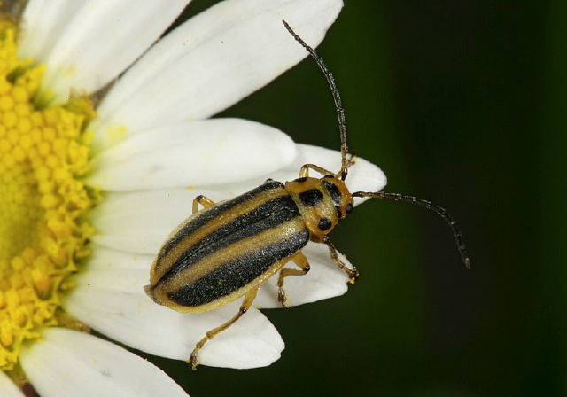 Trirhabda virgata Chrysomelidae