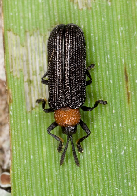 Chalepus walshii Chrysomelidae