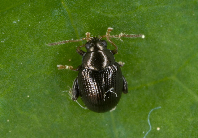 Chaetocnema confinis Chrysomelidae