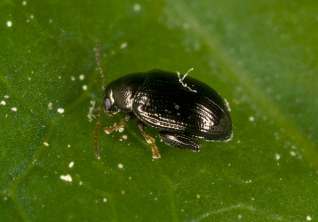 Chaetocnema confinis Chrysomelidae