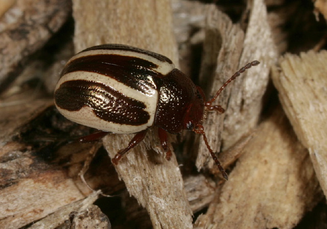 Zygogramma sp. Chrysomelidae