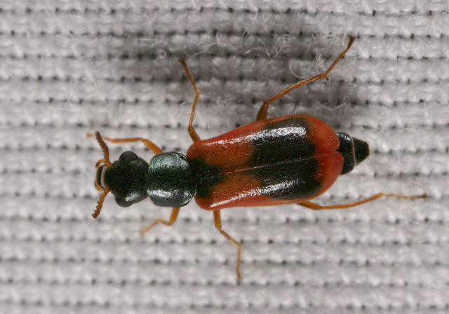 Anthocomus bipunctatus Melyridae