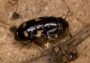 beetle_2026