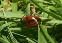 coccinella_septempunct_7582