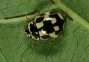 propylea_0589