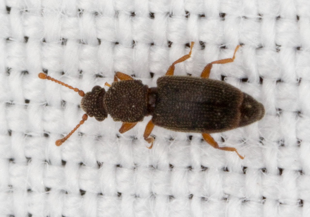 Monotoma bicolor Monotomidae