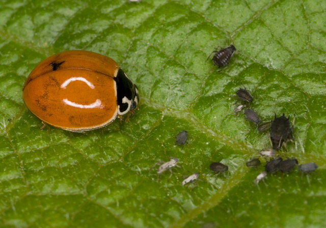 Cycloneda munda Coccinellidae