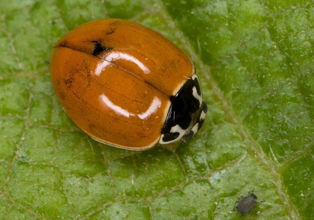 Cycloneda munda Coccinellidae