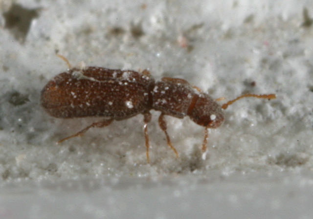 Dienerella sp. Latridiidae