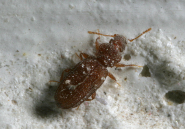 Dienerella sp. Latridiidae