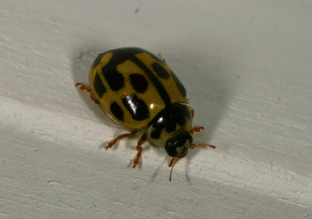 Propylea quatuordecimpunctata Coccinellidae