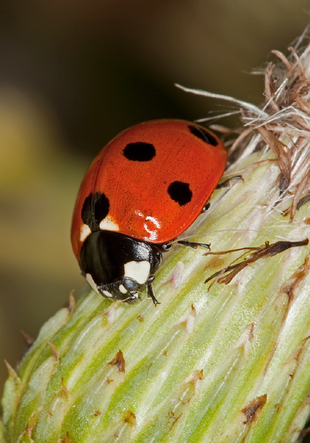 Coccinella septempunctata Coccinellidae