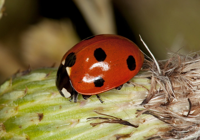 Coccinella septempunctata Coccinellidae