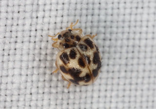 Psyllobora vigintimaculata Coccinellidae