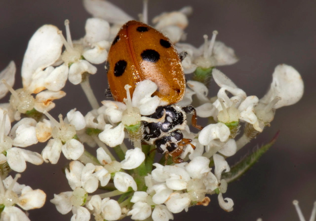 Hippodamia variegata Coccinellidae