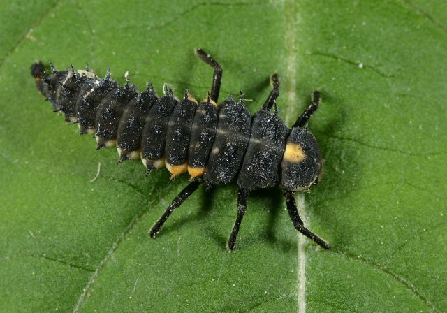 Anatis labiculata? Coccinellidae