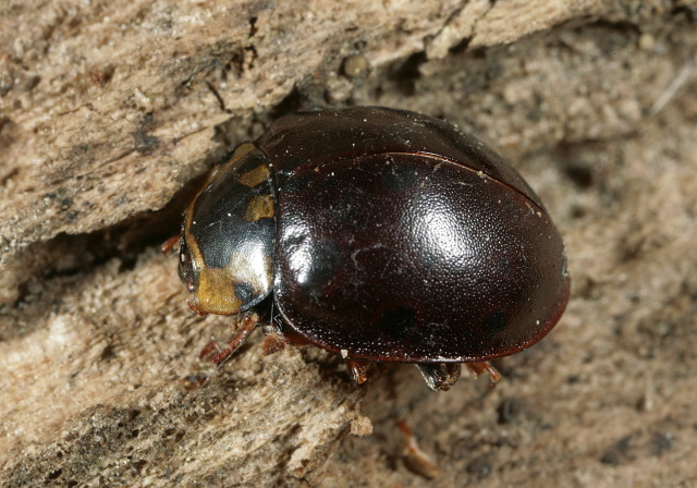 Anatis labiculata Coccinellidae