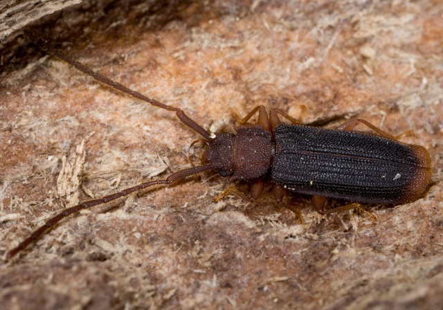 Uleiota dubius Silvanidae