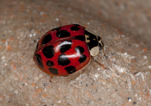 Harmonia axyridis Coccinellidae