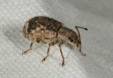 snout_beetle1773