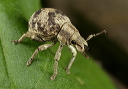 weevil_0532