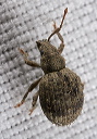 weevil_9823