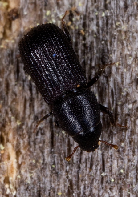 Stenoscelis brevis Curculionidae