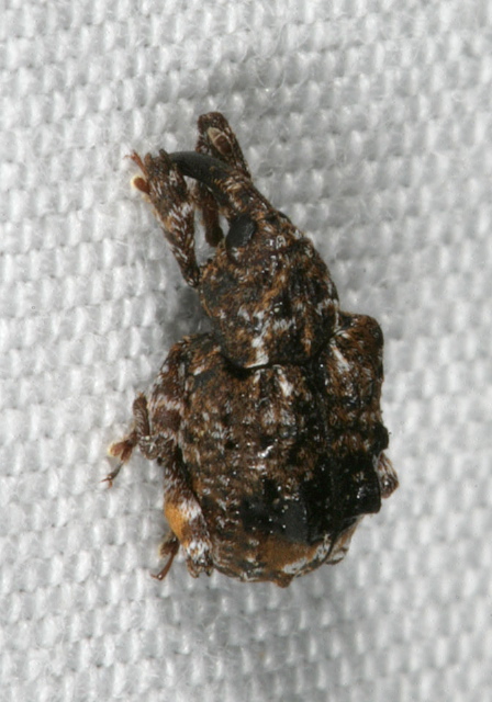 Conotrachelus nenuphar Curculionidae