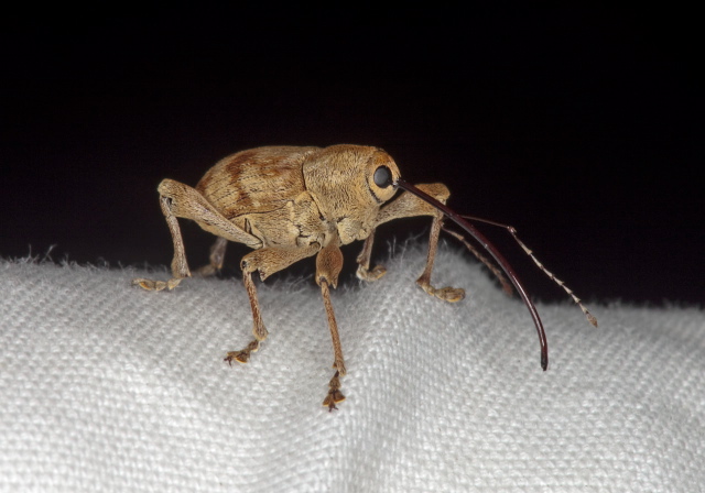 Curculio sp.? Curculionidae