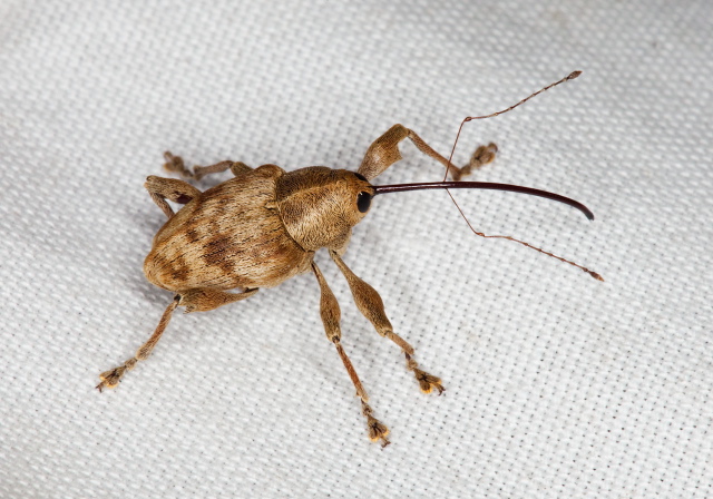 Curculio sp.? Curculionidae