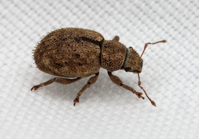 Strophosoma melanogrammum Curculionidae