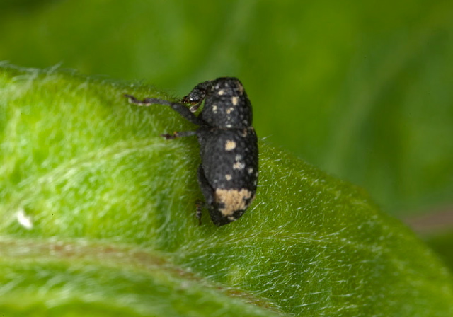 Tyloderma foveolatum Curculionidae