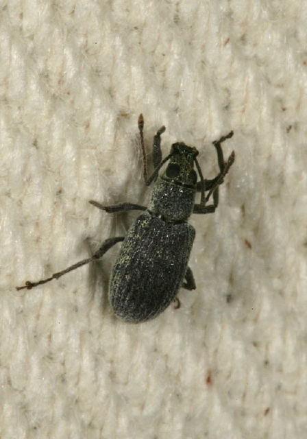 Cyrtepistomus castaneus Curculionidae