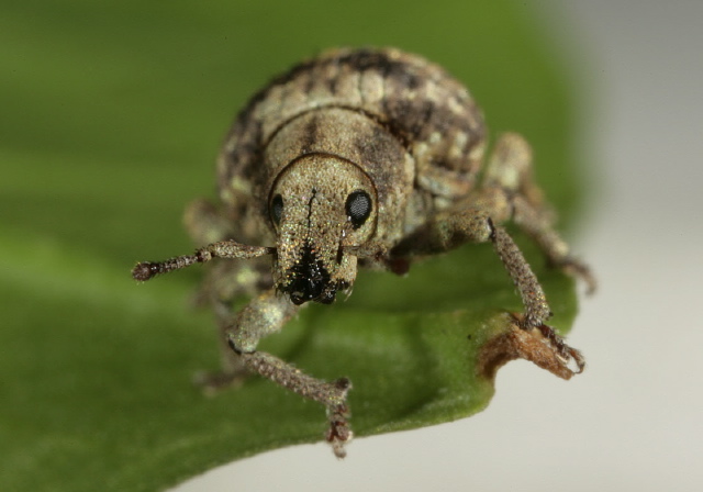 Pseudocneorhinus bifasciatus Curculionidae