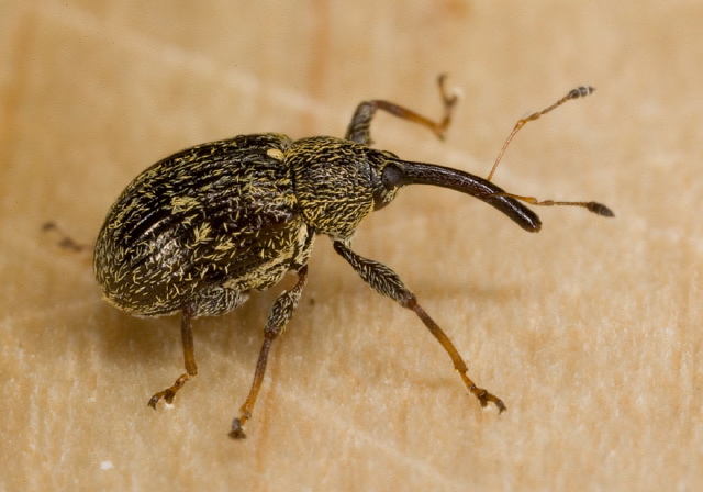 Anthonomus eugenii Curculionidae