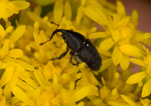 Odontocorynus salebrosus Curculionidae