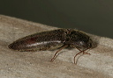 click_beetle1754