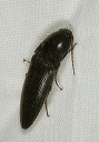 click_beetle1755