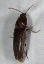 click_beetle8320