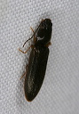 click_beetle_1422