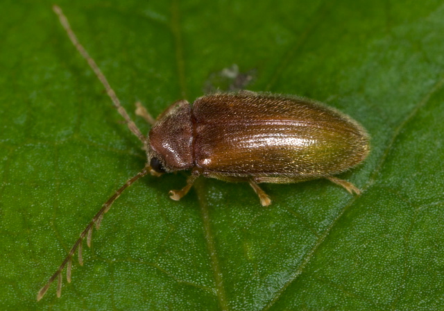 Ptilodactyla sp. Ptilodactylidae