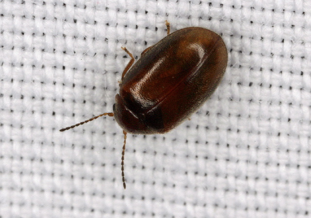 Cyphon sp. Scirtidae