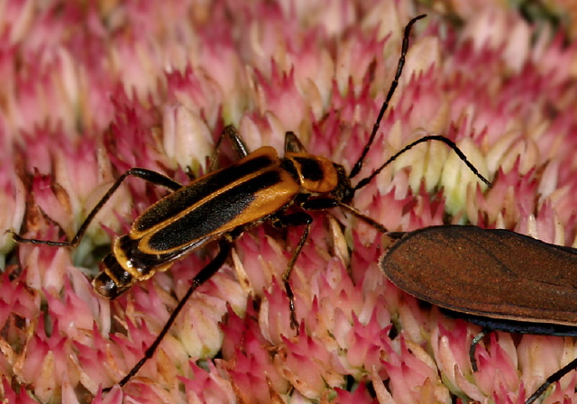 Chauliognathus pennsylvanicus Cantharidae