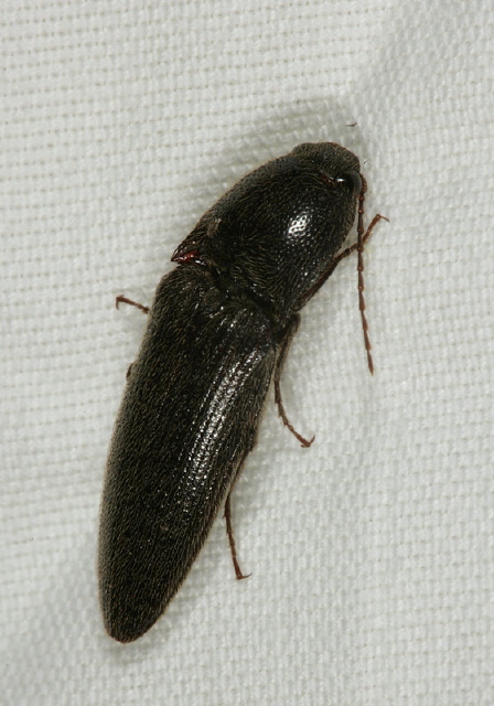   Elateridae