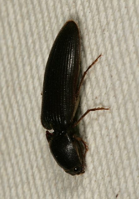   Elateridae