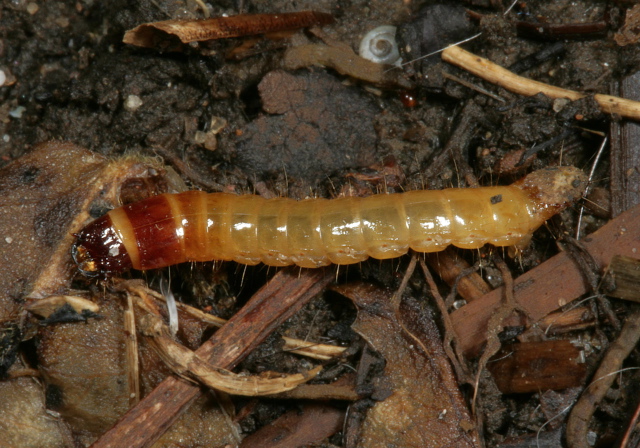   Elateridae