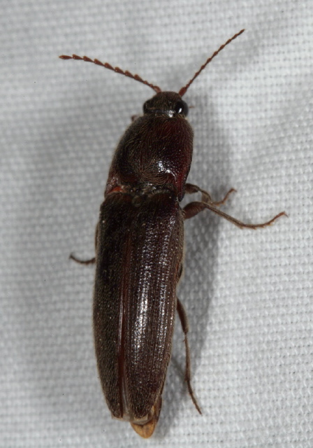 Melanotus sp. Elateridae