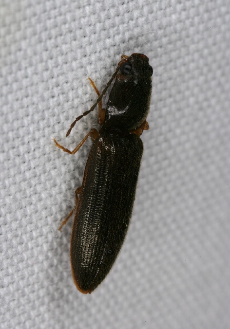 Athous sp. Elateridae