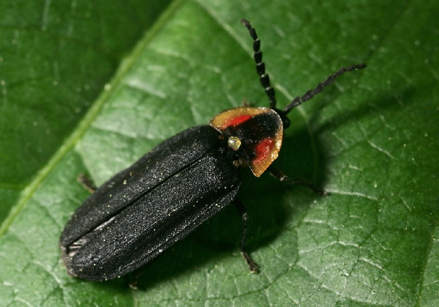 Lucidota atra Lampyridae